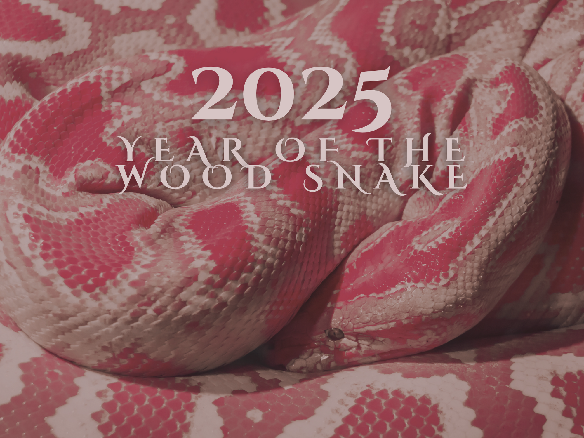 2025: Year of the Wood Snake