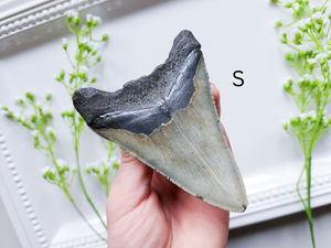 Megalodon Fossil Shark Tooth