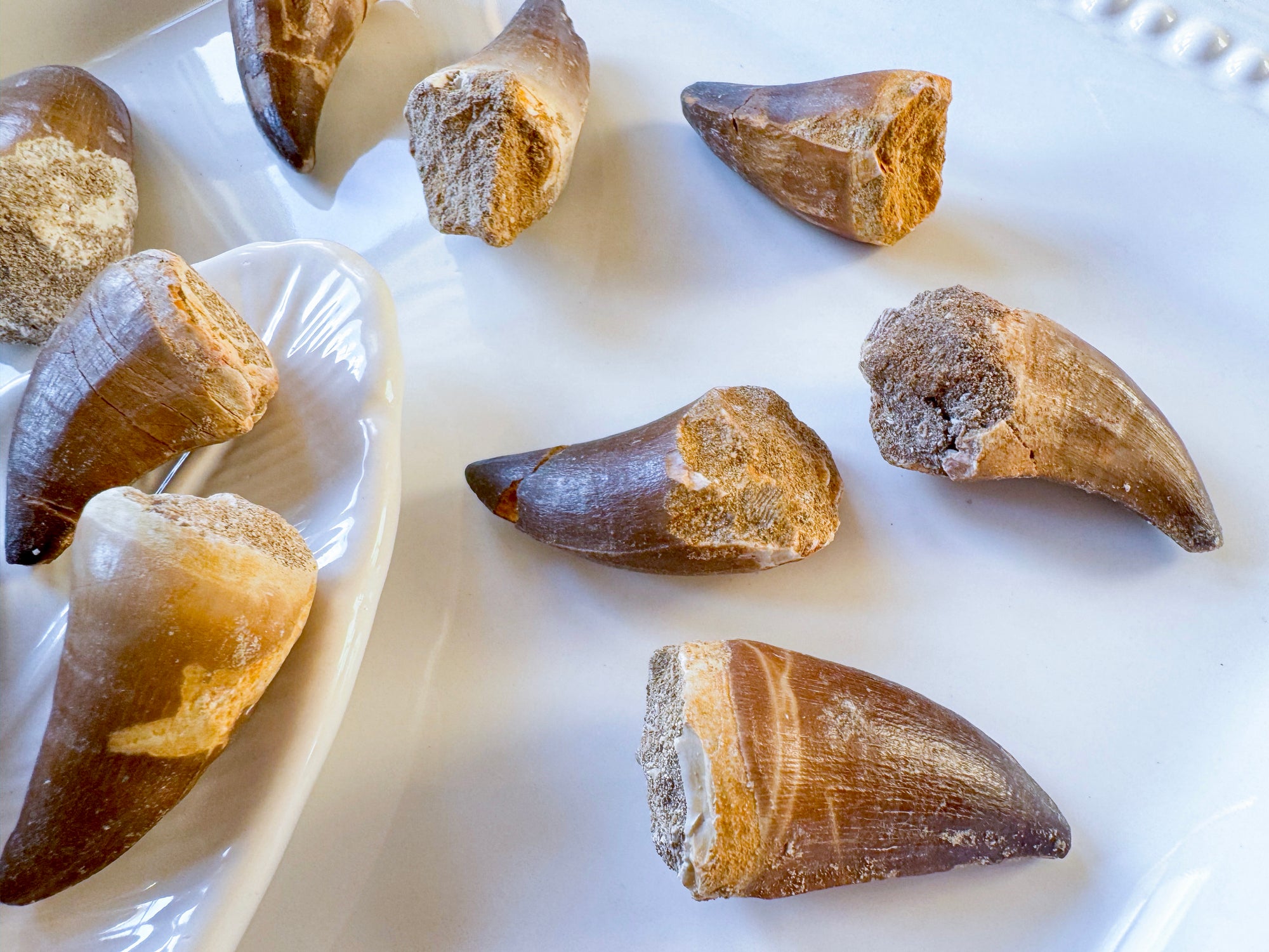 Mosasaur Teeth Fossils || Morocco