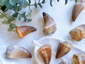 Mosasaur Teeth Fossils || Morocco