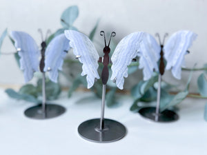 Blue Lace Agate Butterfly Wings in Metal Stand