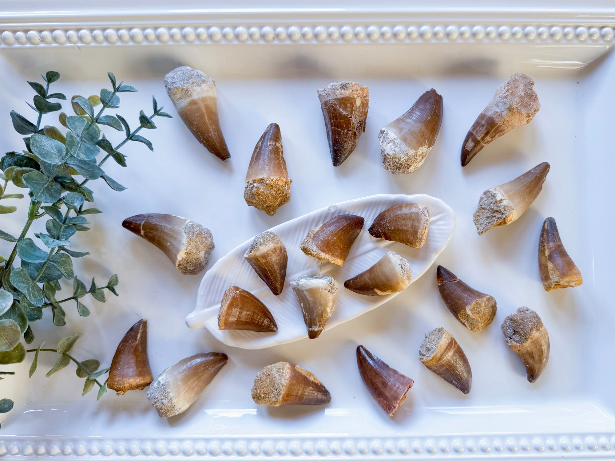 Mosasaur Teeth Fossils || Morocco