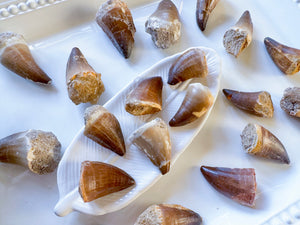 Mosasaur Teeth Fossils || Morocco