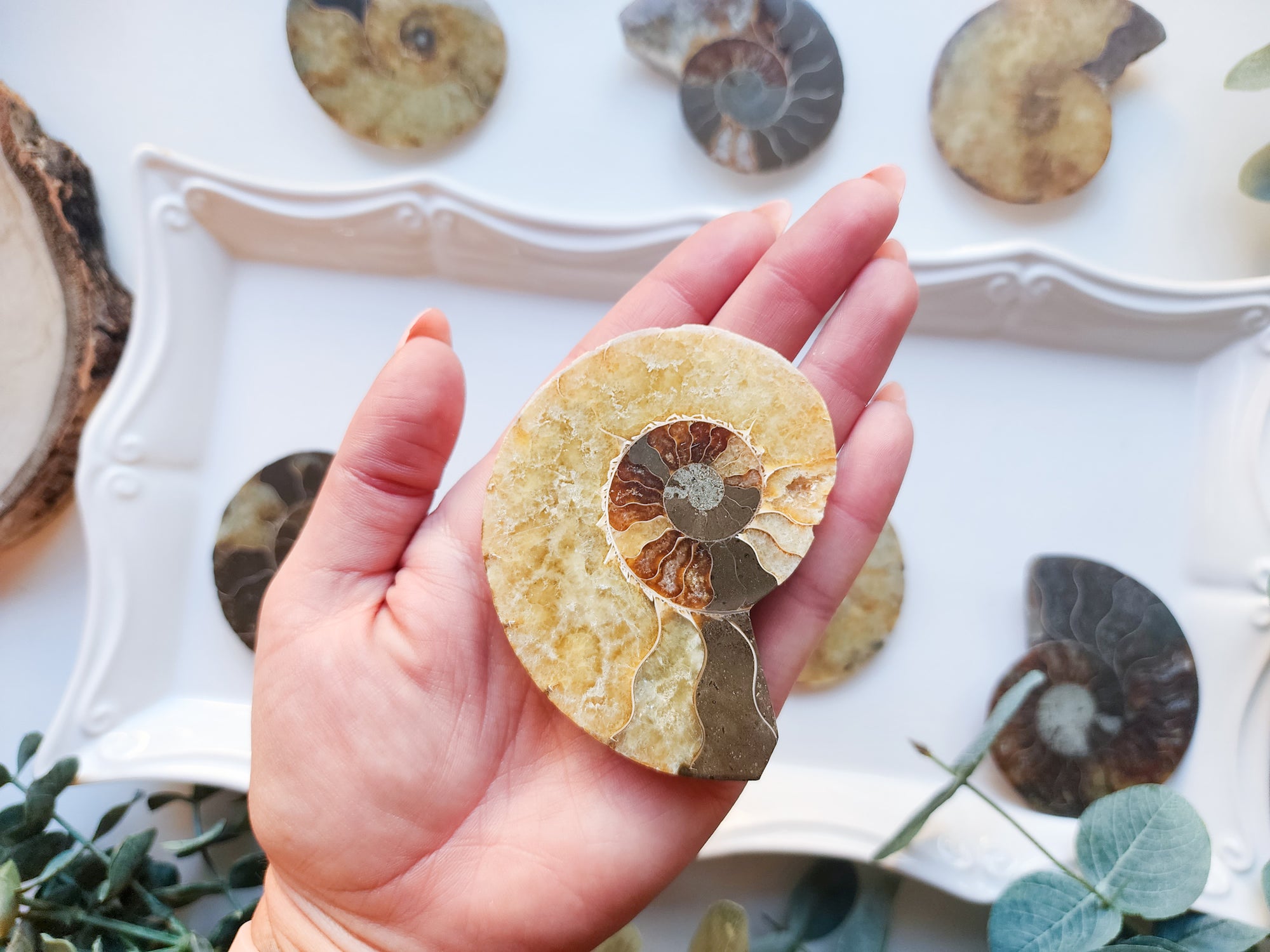 Opalescent Ammonite Half